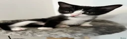 Domestic Shorthair cats for sale: Loving home needed for Luna - Advert 1