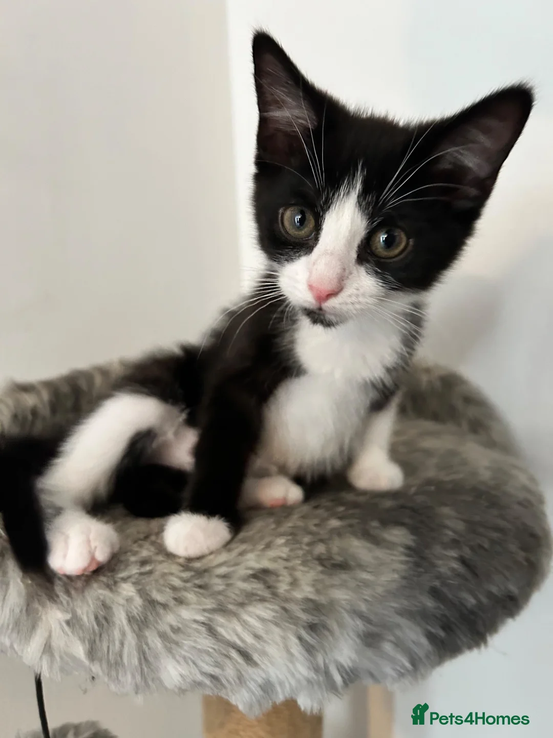 Domestic Shorthair cats for sale: Loving home needed for Luna - Advert 1