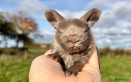 Angora rabbits for sale: Fully Vaccinated Pedigree English Angoras  - Image 11