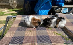 Guinea Pig rodents for sale: Peruvian cross Silkie Longhaired Guineapig Babies - Image 5