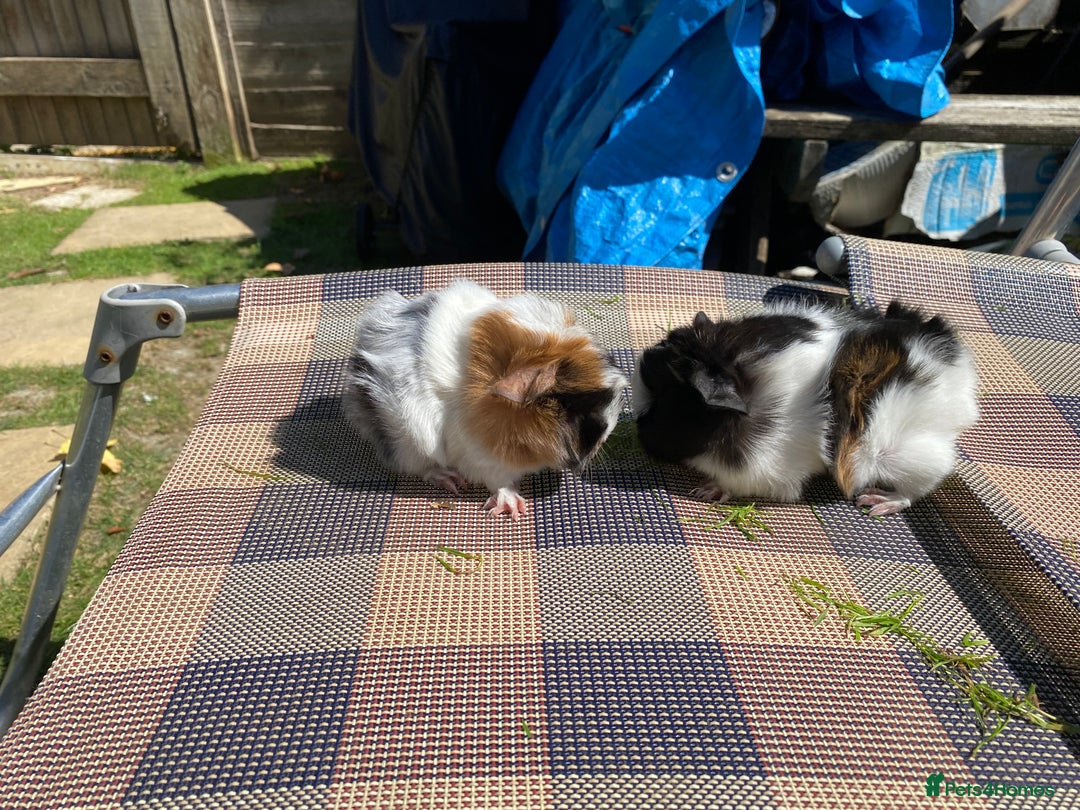 Guinea Pig rodents for sale: Peruvian cross Silkie Longhaired Guineapig Babies - Image 5