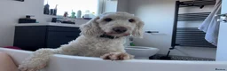 Cockapoo dogs for sale: Male Cockapoo dog looking for his forever home - Advert 10