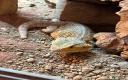 Bearded Dragon reptiles for sale: Bearded dragon for sale - Image 1