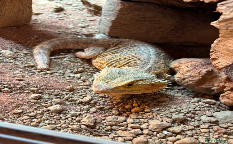 Bearded Dragon reptiles - Advert 1