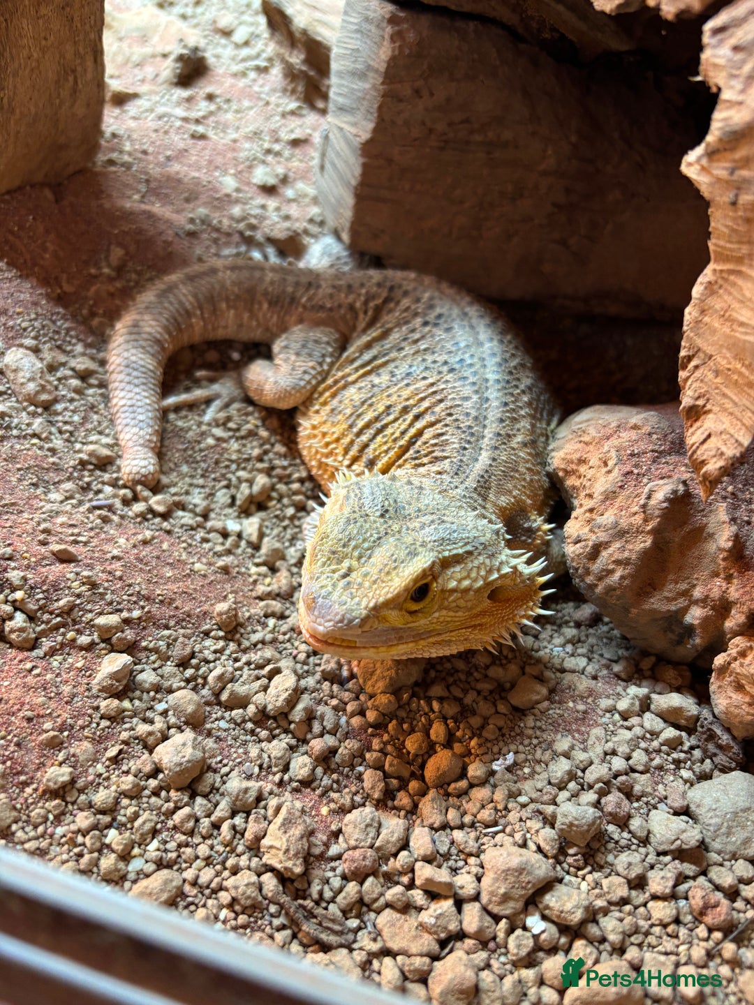 Bearded Dragon reptiles for sale: Bearded dragon for sale - Image 1