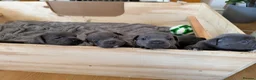 Staffordshire Bull Terrier dogs for sale: Blue staffy puppy  - Advert 7