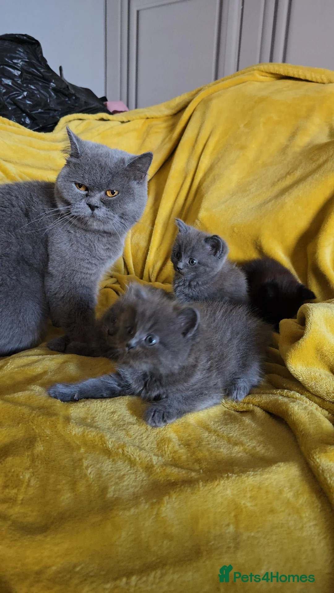 British Shorthair cats for sale: Gorgeous half British short-hair kittens - Advert 1