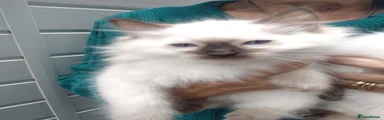 Ragdoll 4