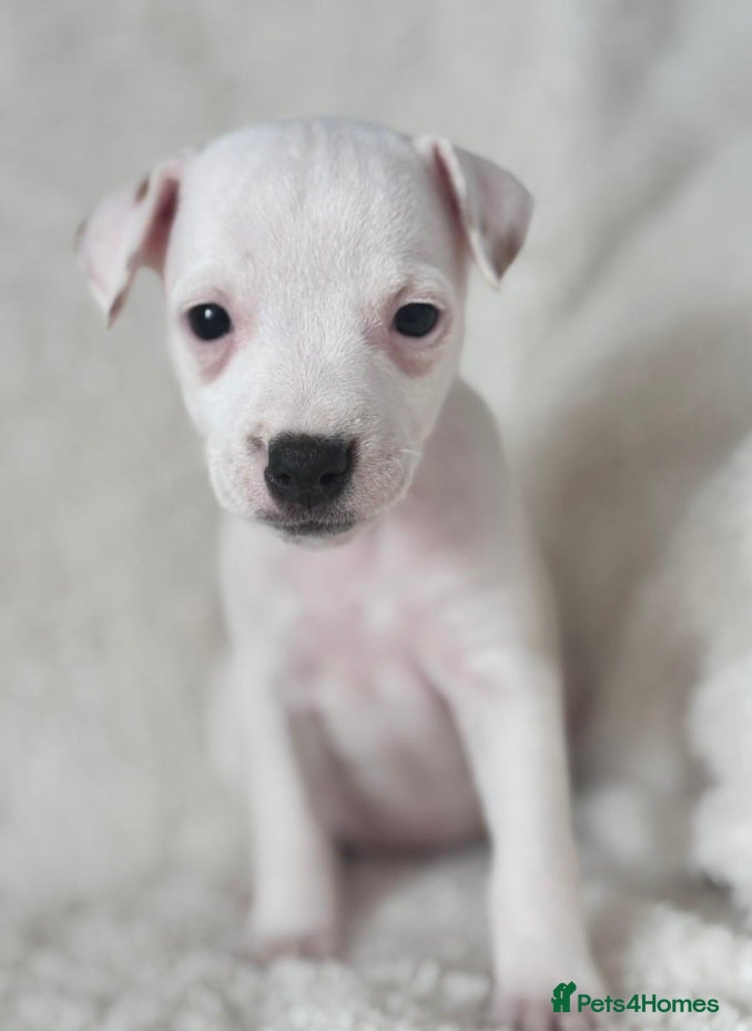 Jack Russell dogs Smooth coated Jack Russel puppies - Advert 2