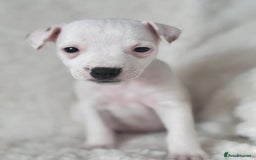 Jack Russell dogs for sale: Smooth coated Jack Russel puppies - Image 3