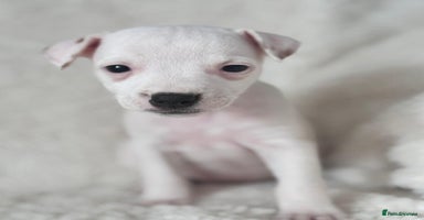 Jack Russell dogs - Advert 6