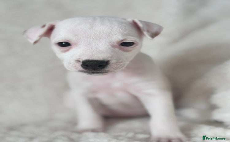 Jack Russell dogs - Advert 1
