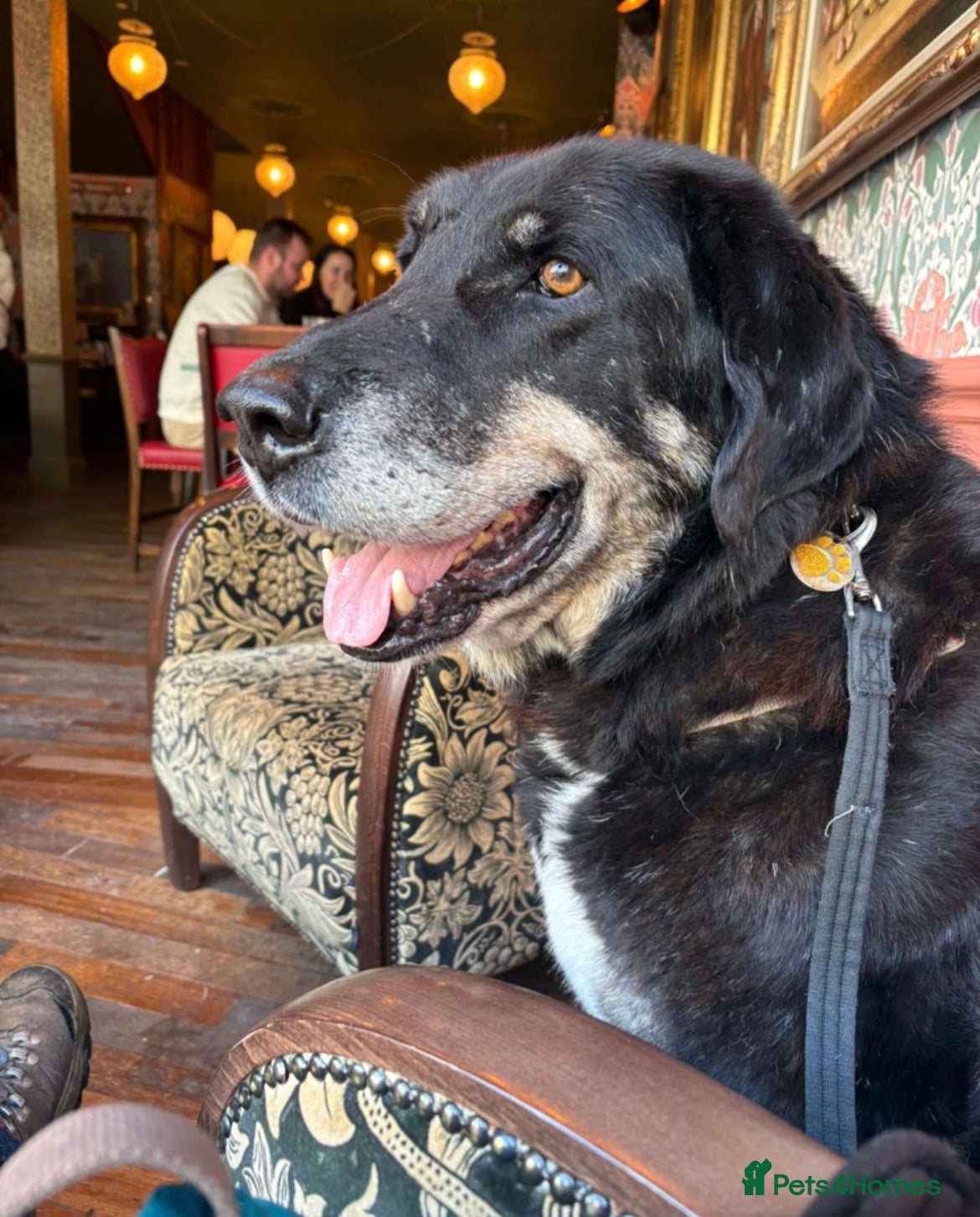 Mixed Breed dogs Beautiful, gentle Grandad needs his forever home.  in Plymouth - Advert 1