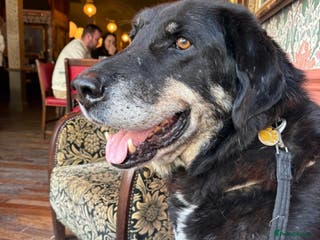 Mixed Breed dogs Beautiful, gentle Grandad needs his forever home. in Plymouth - Advert 1