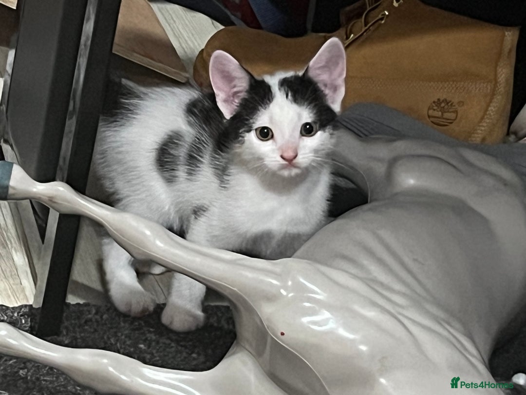 Mixed Breed cats for sale: Beautiful kittens - Image 2