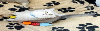 British Shorthair 2
