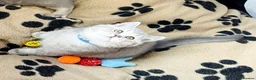 British Shorthair cats for sale: A Girl Available- GCCF/TICA British Shorthair  - Advert 36