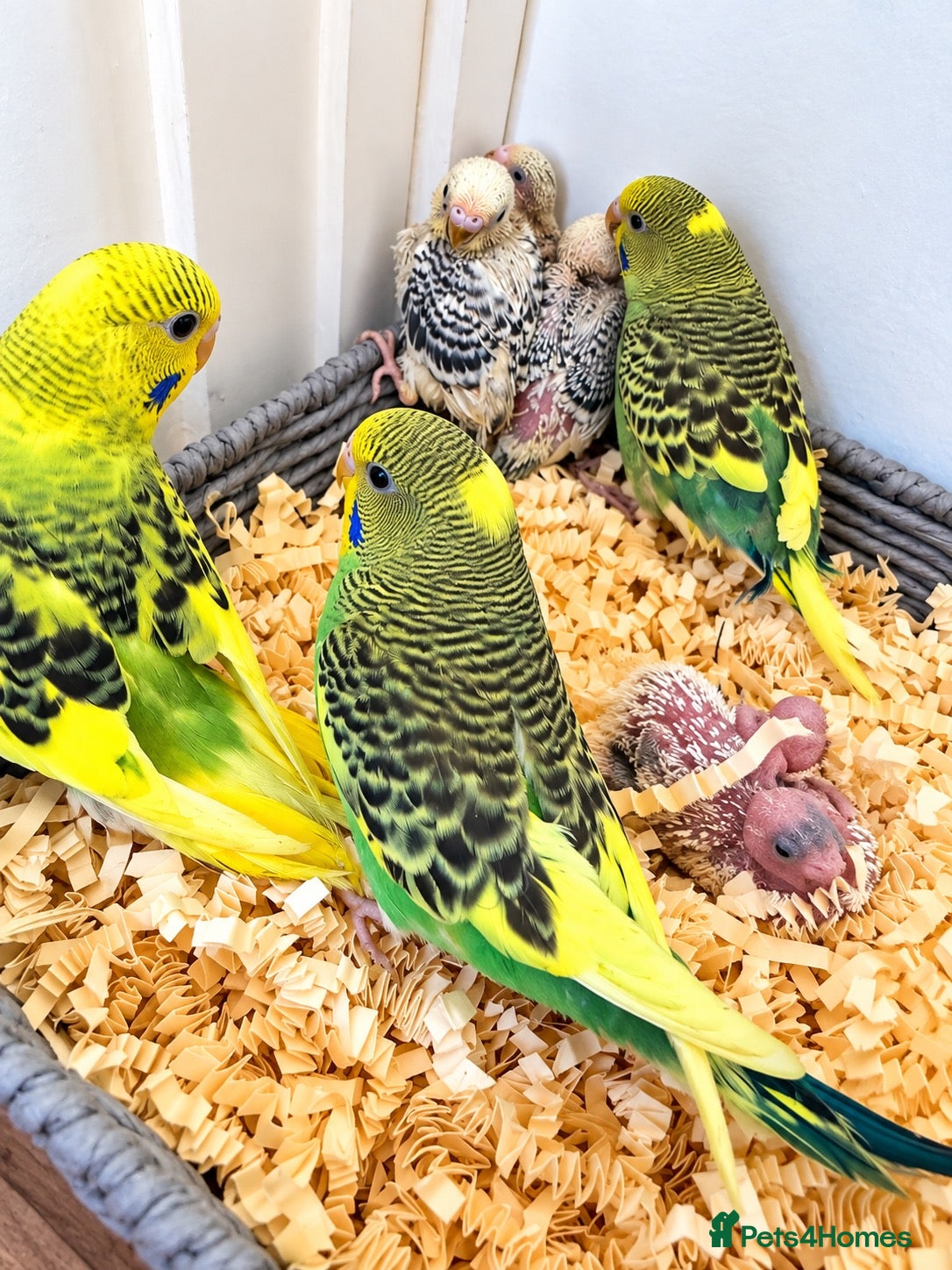 Budgerigars birds Baby Budgies for sale - Advert 19