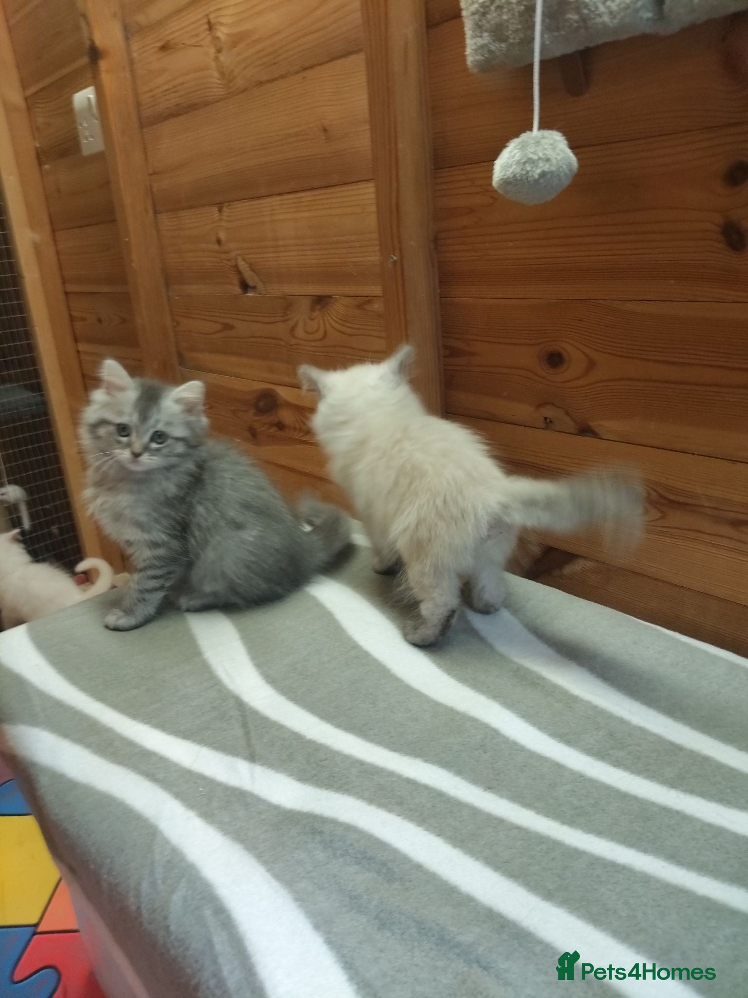 Maine Coon cats Maincoon kittens  - Advert 2