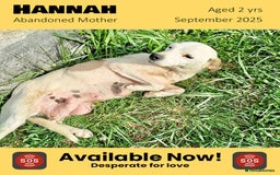 Mixed Breed dogs for adoption: Hannah, 2-3 yrs old. Available for adoption. - Image 2