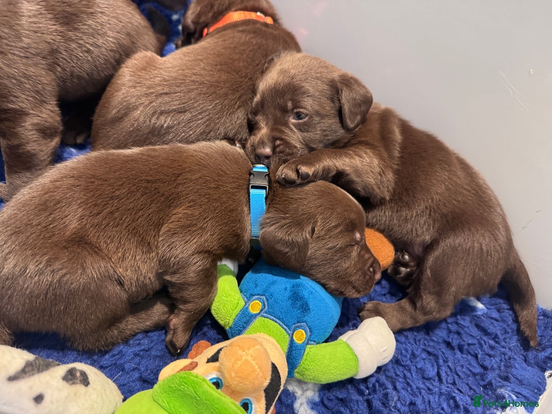 Labrador Retriever dogs for sale: Outstanding Quality Chocolate Labrador Puppies - Image 22