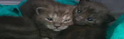 Maine Coon cats for sale: Beautiful Smoke/tabby Mainecoonx in Eastbourne - Advert 7