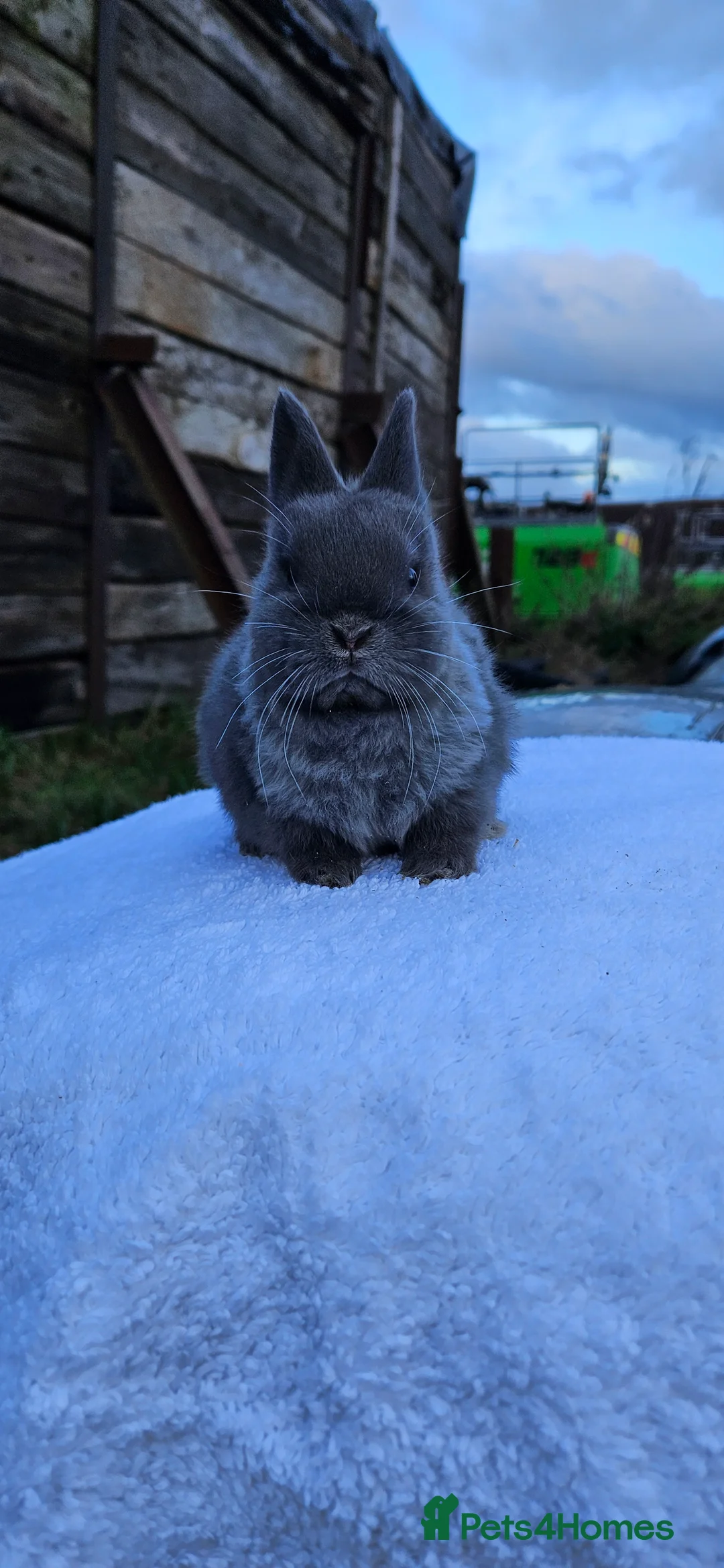 Netherland Dwarf rabbits for sale: Netherland Dwarf Buck 💙🐰 - Advert 2