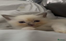 Ragdoll cats for sale: Beautiful Ragdoll (pure bred ) kittens  - Image 4