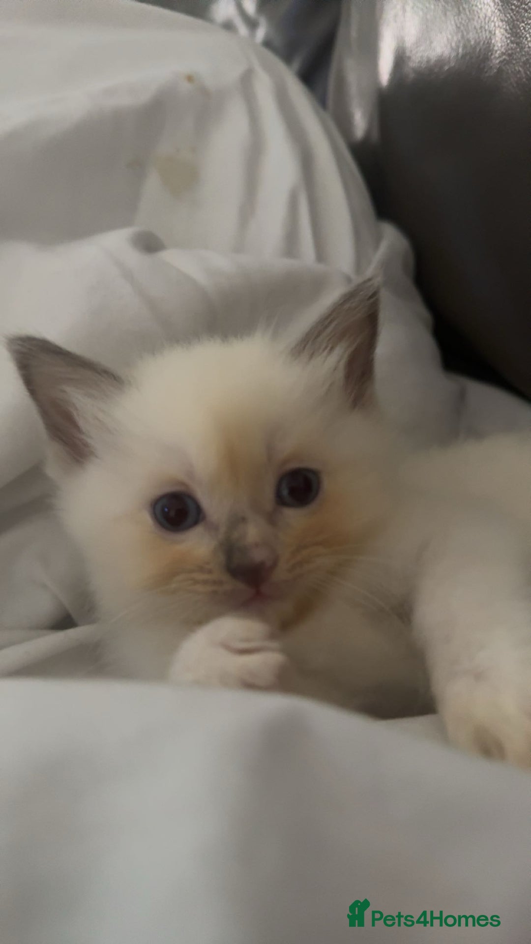 Ragdoll cats for sale: Beautiful Ragdoll (pure bred ) kittens  - Image 4