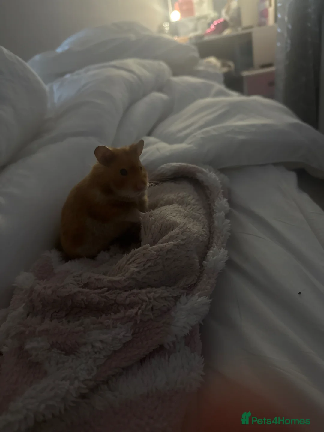 Hamster rodents for sale: Syrian hamster in Ardrossan - Advert 1