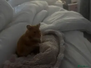 Hamster rodents Syrian hamster - Advert 1