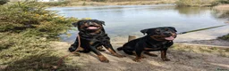 Rottweiler dogs for stud: KC Proven 5* stud in Coventry - Advert 5