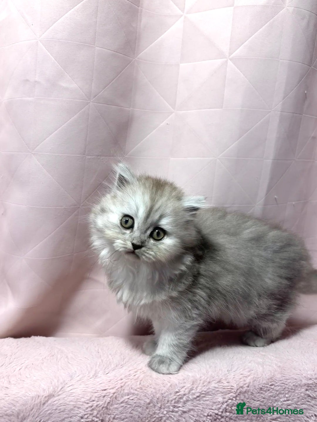 Mixed Breed cats for sale: British long hair X Chinchilla long hair - Advert 9