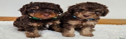 Toy Poodle dogs for sale: Beautiful Toy Poodle Puppies - Advert 3