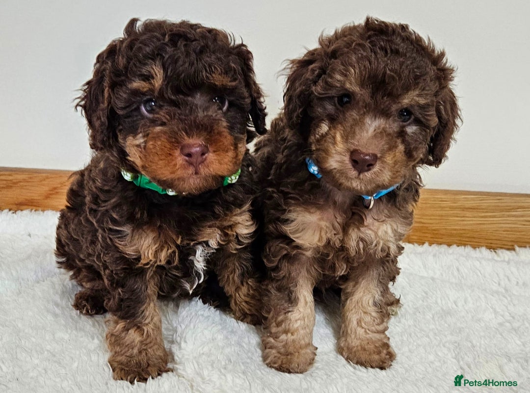 Toy Poodle dogs for sale: Beautiful Toy Poodle Puppies - Advert 3