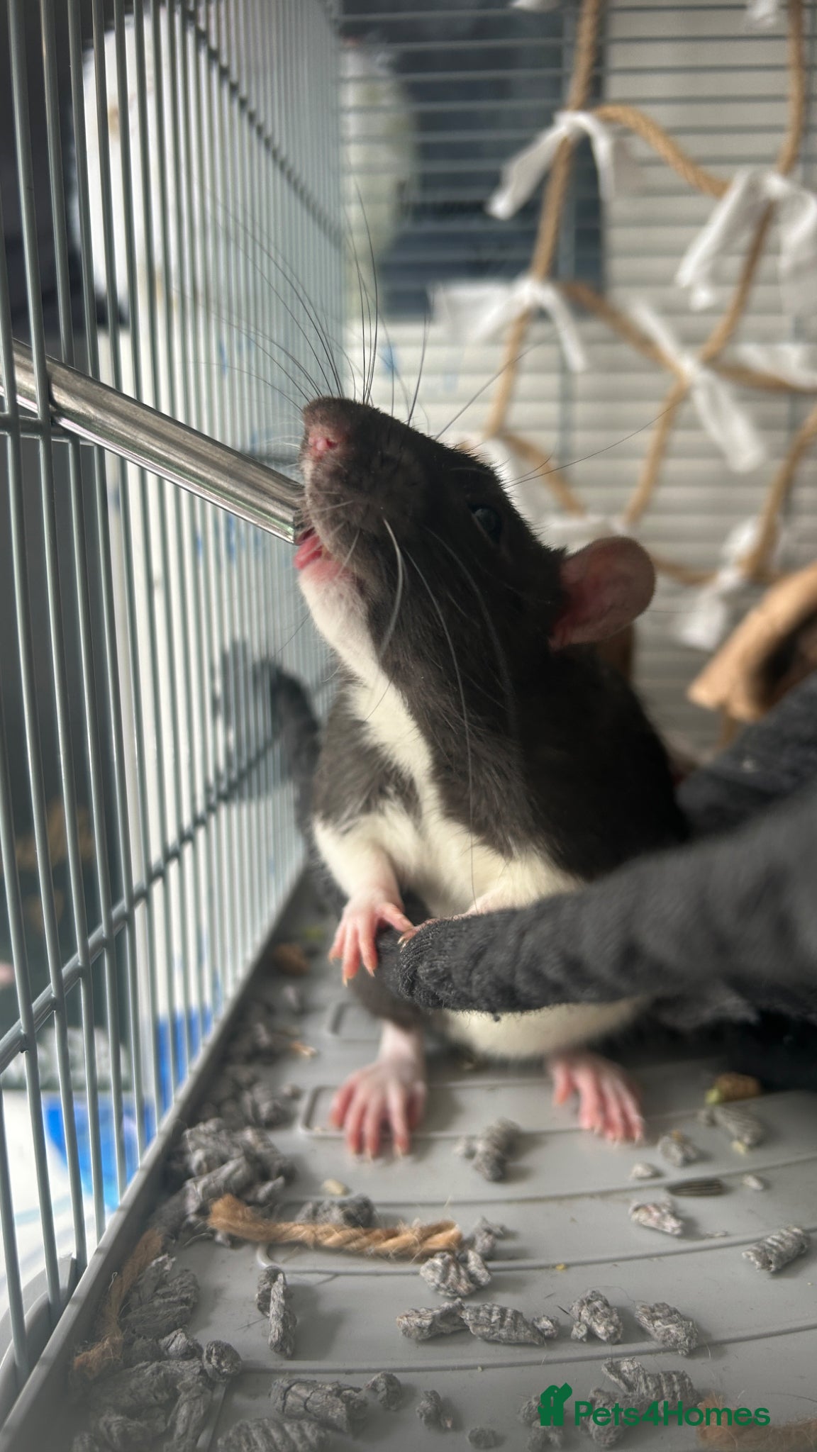 Rat rodents 2 rats with full cage set up - Advert 5