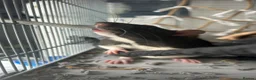 Rat rodents for sale: 2 rats with full cage set up in London - Advert 1