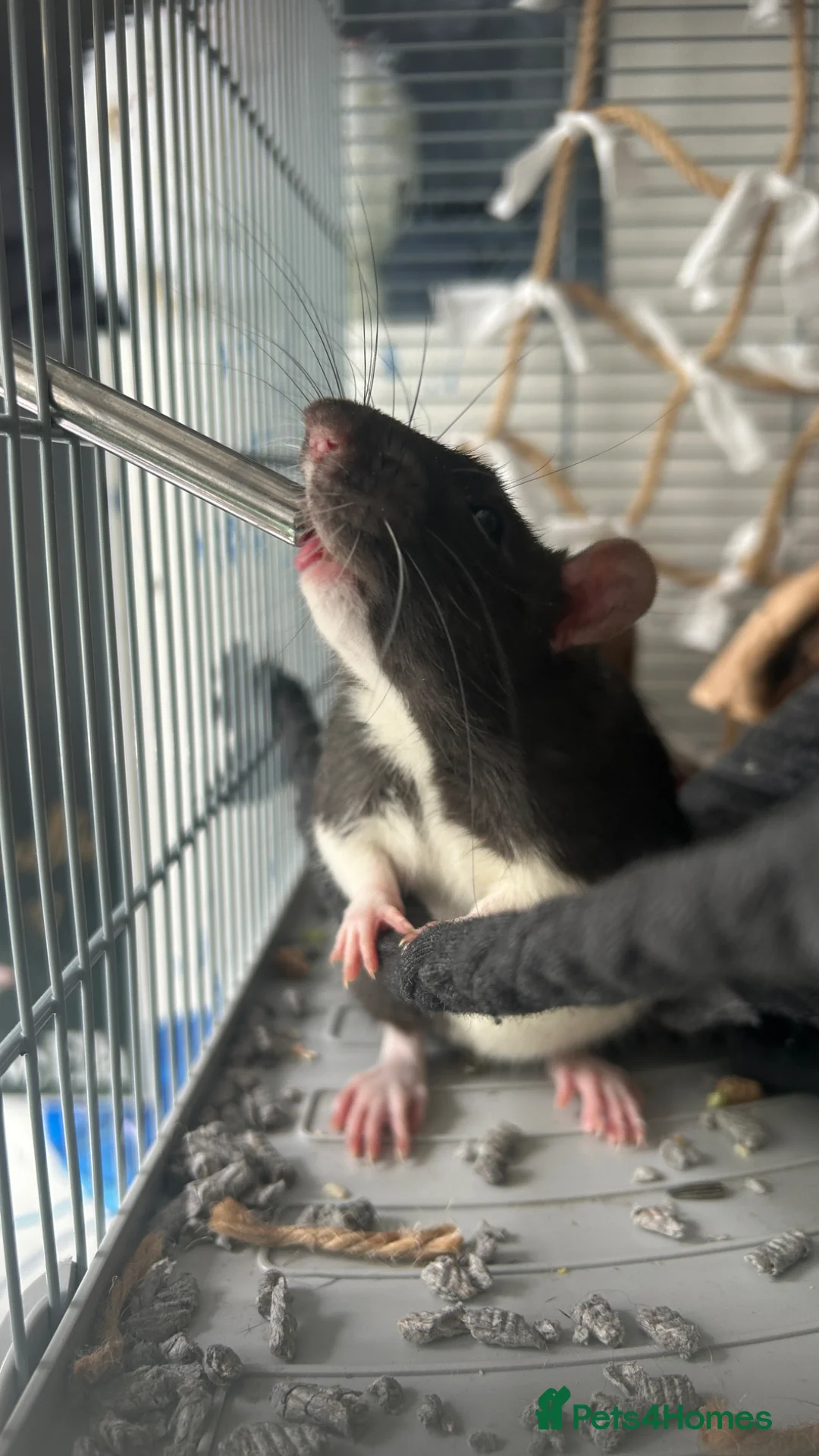 Rat rodents for sale: 2 rats with full cage set up in London - Advert 1