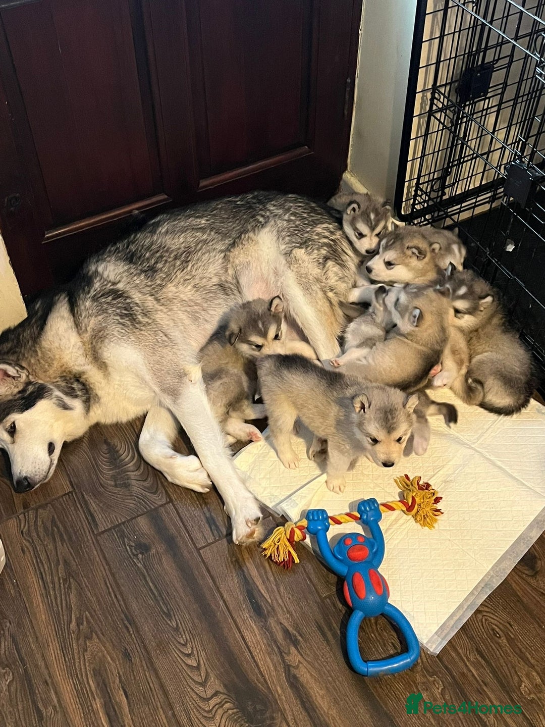 Alaskan Malamute dogs for sale: 3 left beautiful Alaskan malamute puppies  - Advert 6