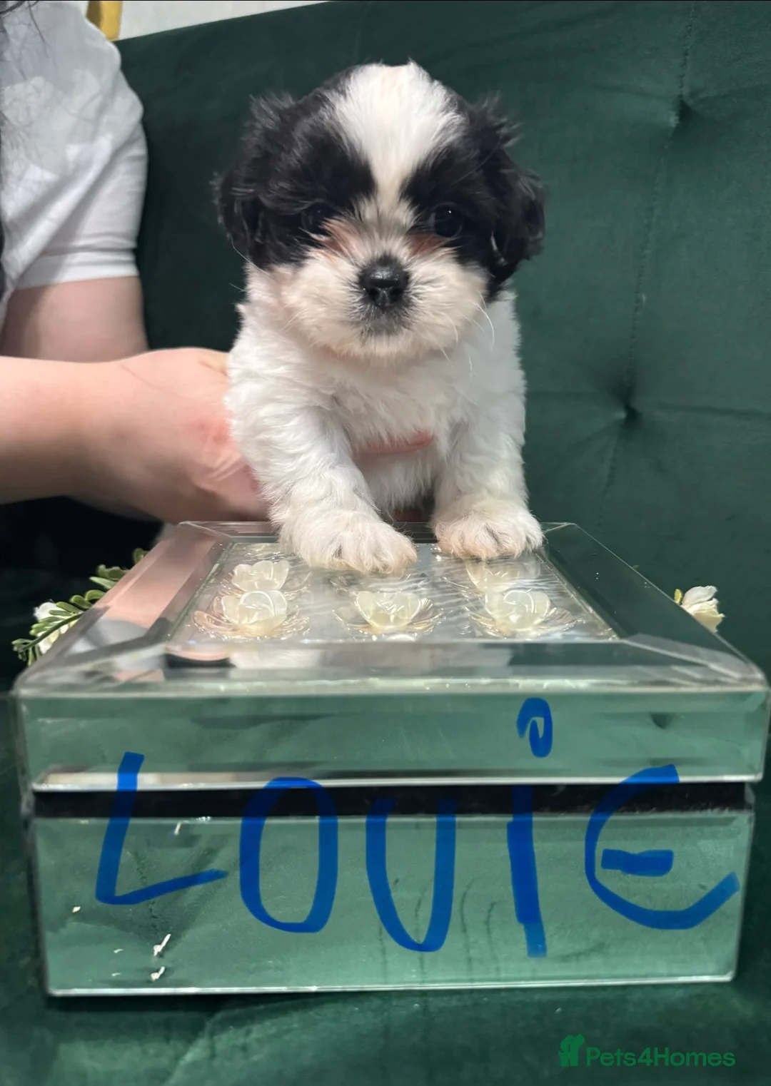 Shih Tzu dogs for sale: Beautiful Shih Tzu puppies  - Advert 5