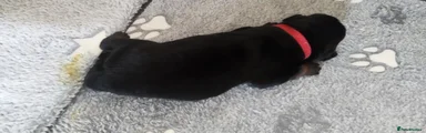 Rottweiler 1