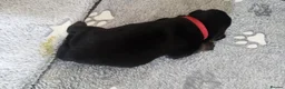 Rottweiler dogs for sale: ROTTWEILER PUPS- ALL RESERVED  - Advert 25