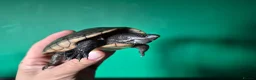 Turtle reptiles for sale: CB25 Black Musk Turtle in Carlisle - Advert 2