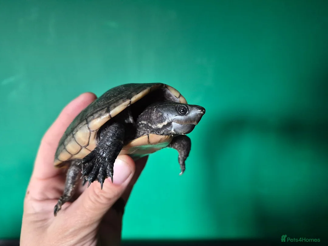 Turtle reptiles for sale: CB25 Black Musk Turtle in Carlisle - Advert 2
