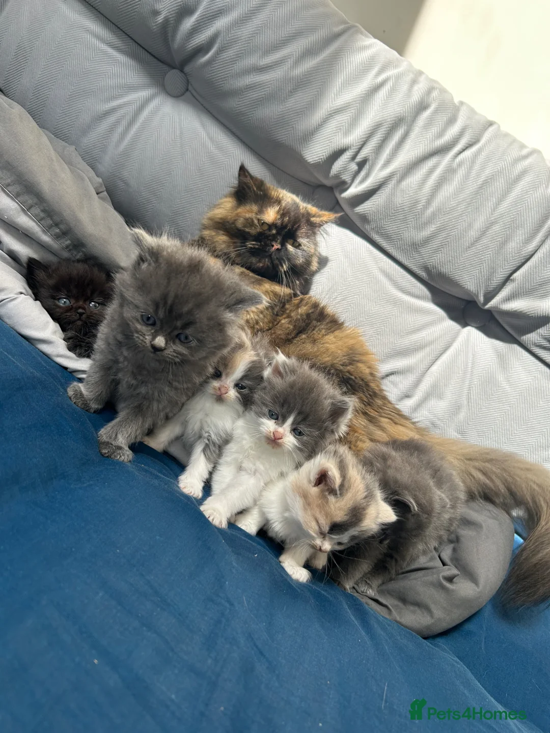 Mixed Breed cats for sale: £400 persian tortoiseshell kittens - Advert 1