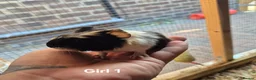 Guinea Pig rodents for sale: Mixed litter of Guinea pigs - Advert 2