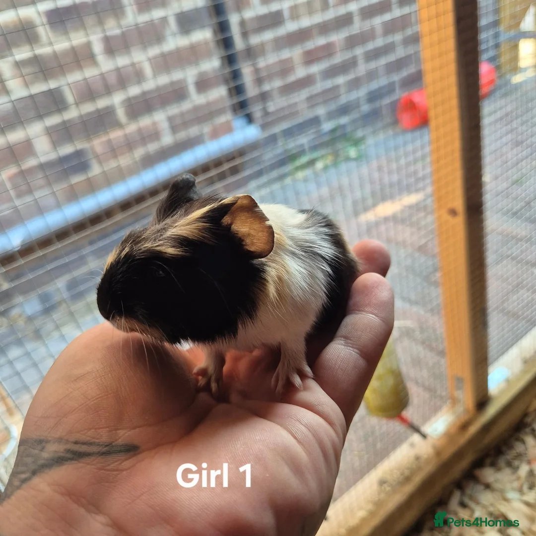 Guinea Pig rodents for sale: Mixed litter of Guinea pigs - Advert 2