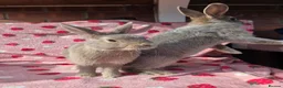 Mixed Breed rabbits for sale: 4 very tame Blue fawn plush mini lop rabbit - Advert 29