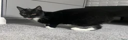 Brazilian Shorthair cats for sale: 9month old kitten looking for her forever home in Belfast - Advert 3