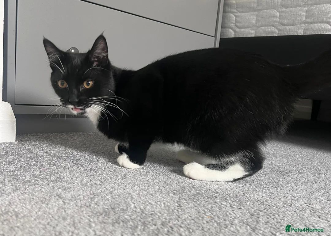 Brazilian Shorthair cats for sale: 9month old kitten looking for her forever home in Belfast - Advert 3